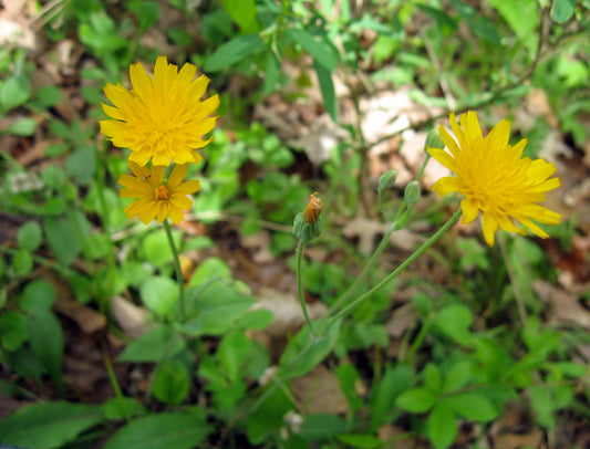 Krigia biflora (False Dandelion)