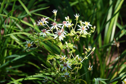 Eurybia divaricata / White Wood Aster