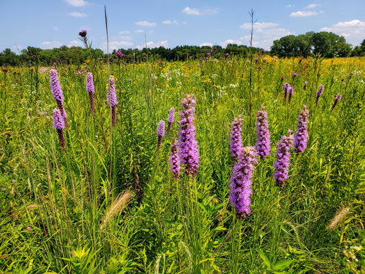 A beautiful image of Prairie Blazingstar (Liatris pycnostachya), a native perennial with a magnificent, dense spike of bright purple flowers that serves as a vital nectar source for monarch butterflies, bees, and other pollinators in late summer.