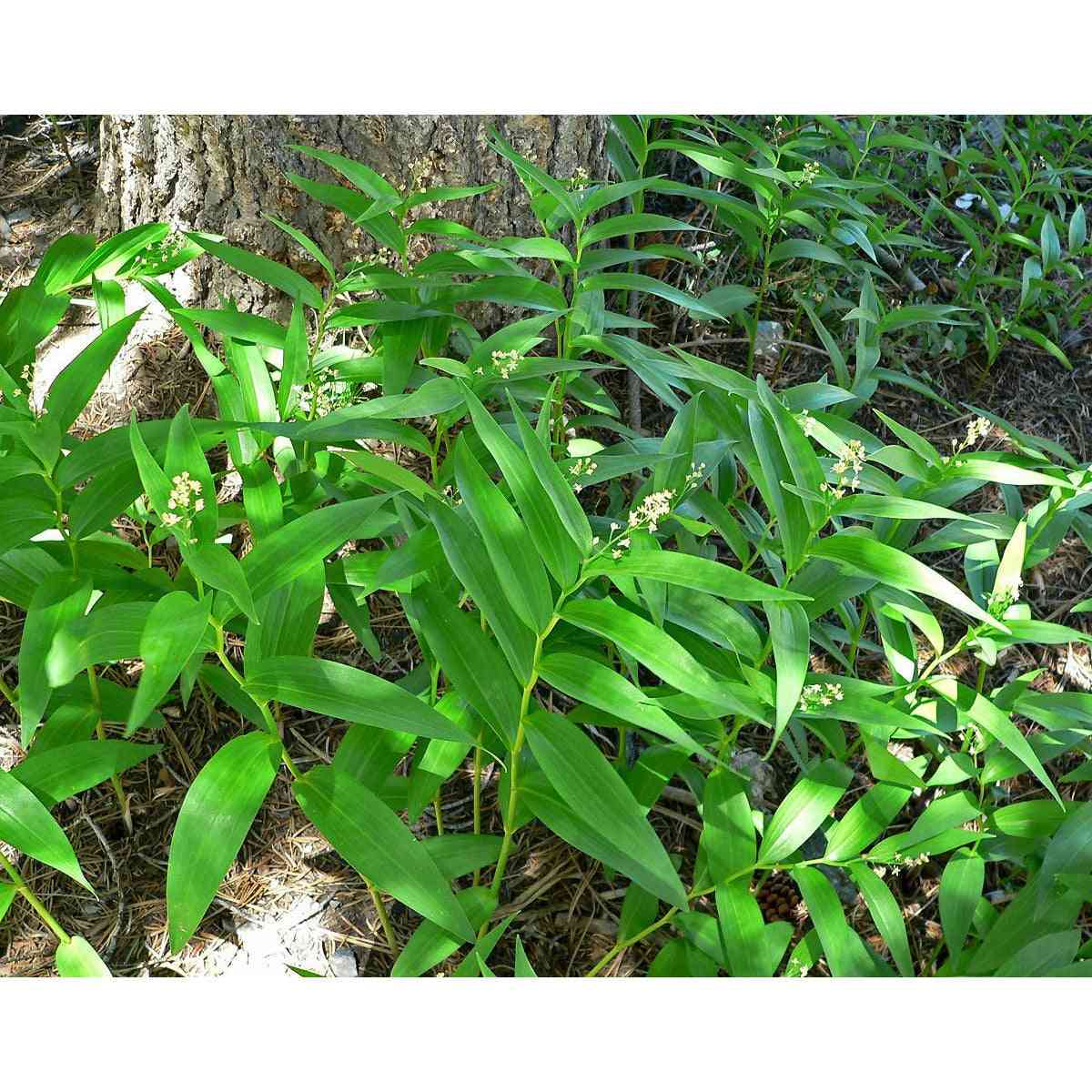 Maianthemum stellatum (Starry False Solomon's Seal)  Natural Communities LLC
