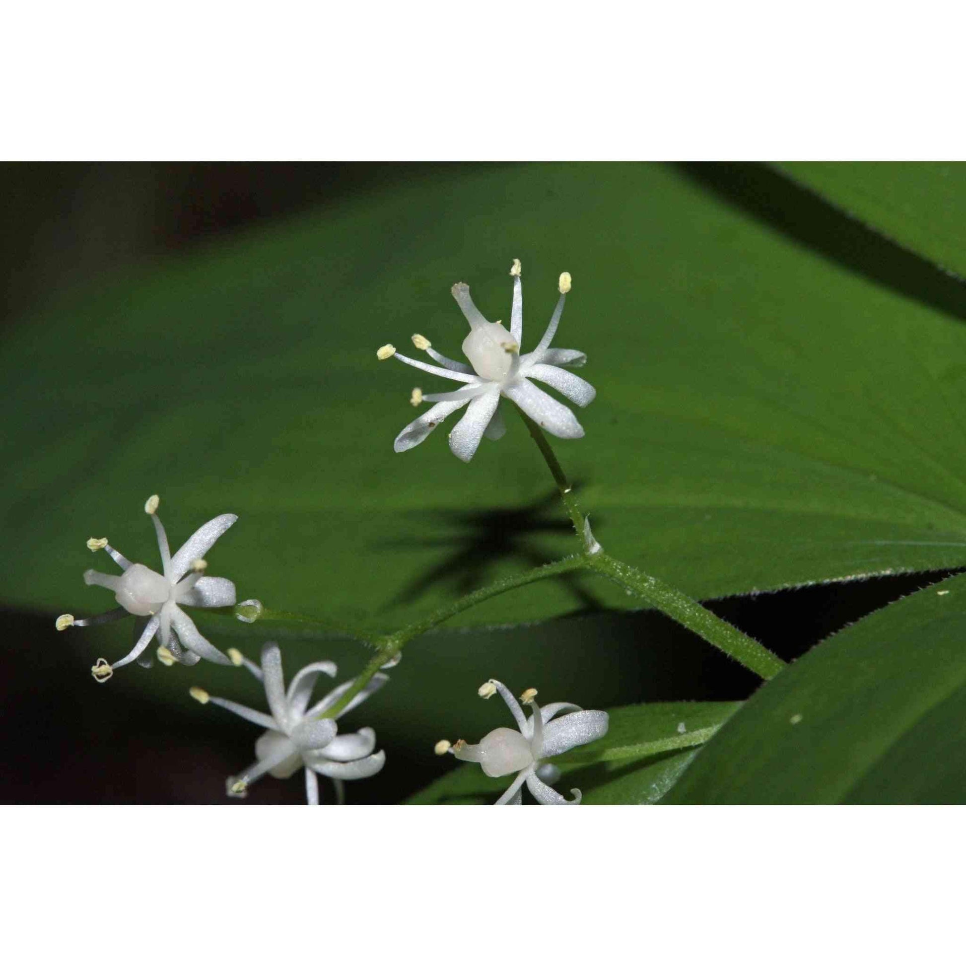 Maianthemum stellatum (Starry False Solomon's Seal)  Natural Communities LLC