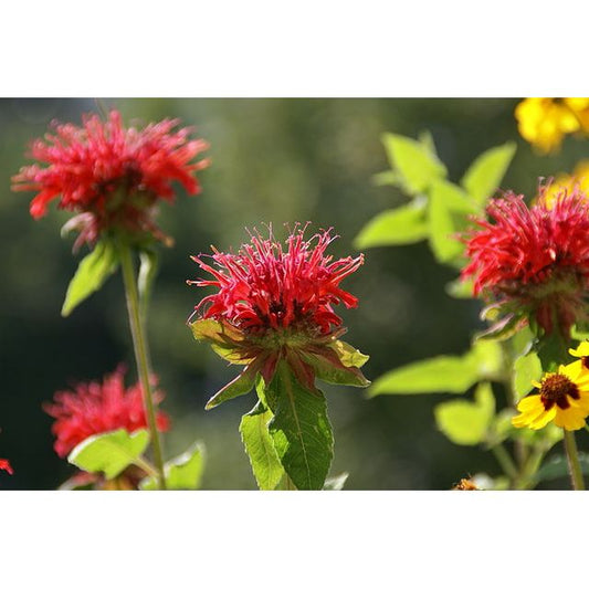 Monarda didyma (Scarlet BeeBalm)