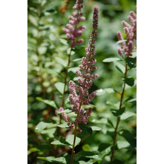 Pink flower spikes of Spiraea tomentosa (Steeplebush). Photo: Steven G. Johnson, CC BY-SA 3.0.