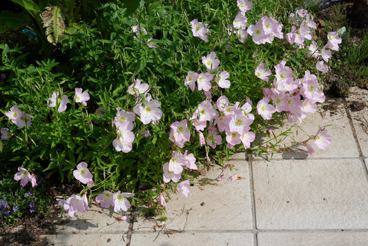 Oenothera speciosa (Pink Petticoats Primrose)