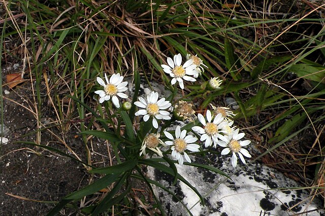 Oligoneuron album (White Goldenrod)