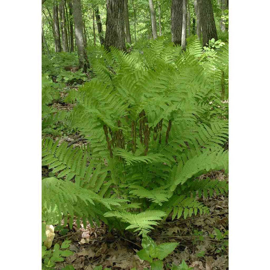 Interrupted Fern (Osmunda claytoniana) with green fronds in a woodland setting