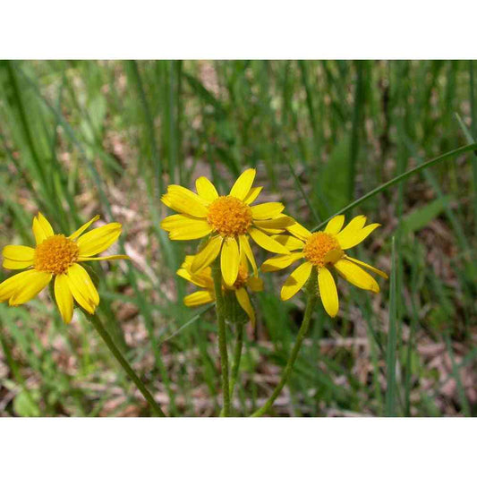 Packera plattensis (Prairie Ragwort)  Natural Communities LLC