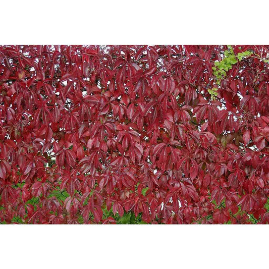 Virginia Creeper (Parthenocissus quinquefolia) displaying red autumn foliage