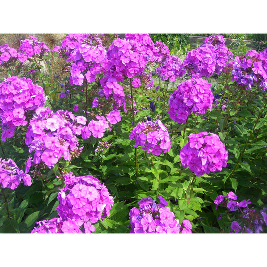 Phlox glaberrima (Marsh Phlox)