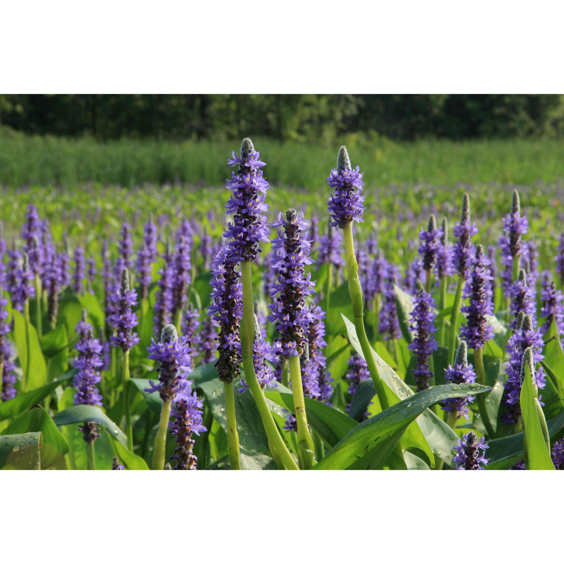 lavender weed plant Pontederia cordata (Pickeral Weed) – Natural Communities LLC