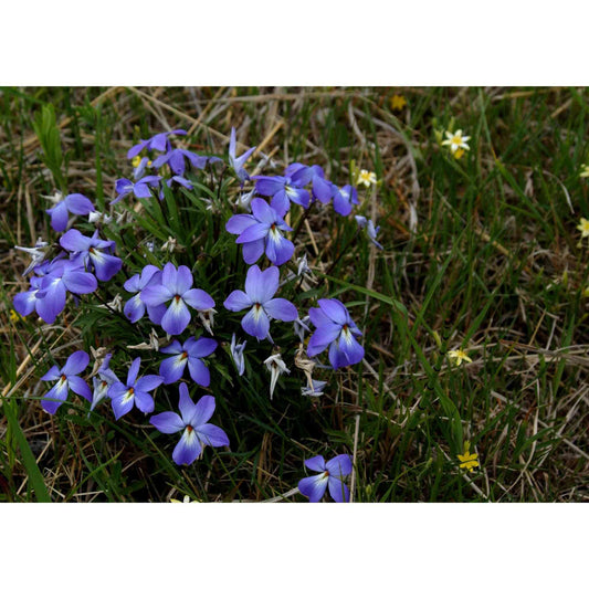 Viola pedatifida (Prairie Violet)  Natural Communities LLC