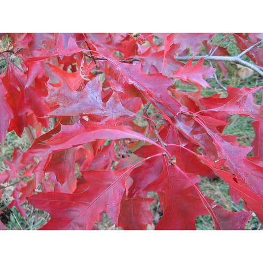 Quercus coccinea (Scarlet Oak)  Natural Communities LLC