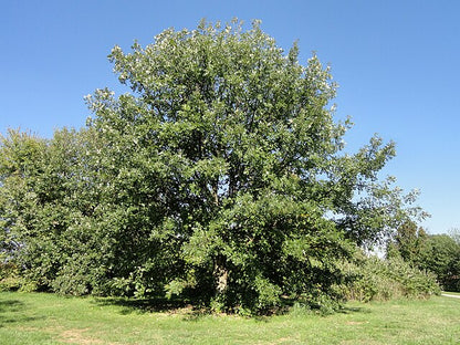 Quercus macrocarpa (Bur Oak)
