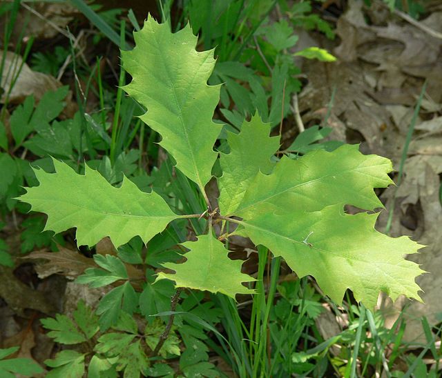 Quercus rubra (Red Oak)