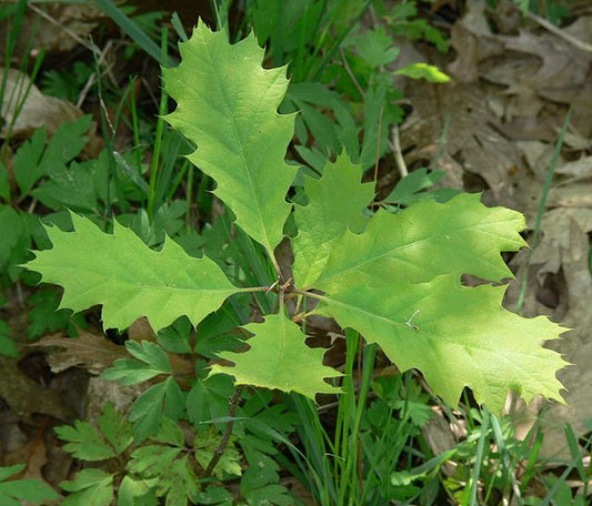 Quercus rubra (Red Oak)