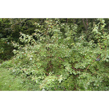 Rhus aromatica (Fragrant Sumac)  Natural Communities LLC