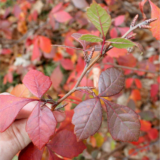Rhus aromatica (Fragrant Sumac)  Natural Communities LLC