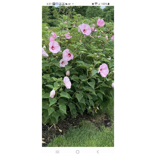 Hibiscus moscheutos / Hibiscus palustris (Swamp Rose Mallow)