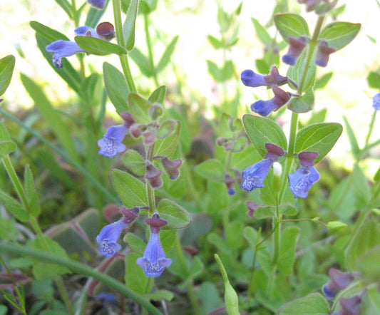 Scutellaria parvula (Small Skullcap)