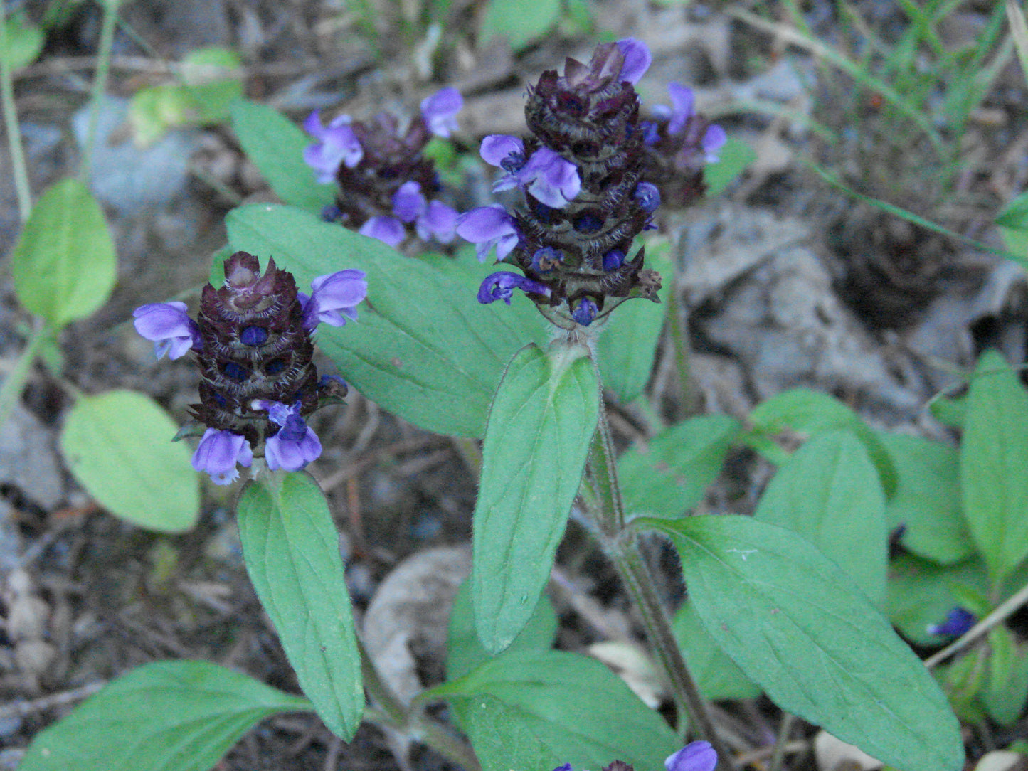 Prunella vulgaris (Common Selfheal)