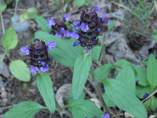Prunella vulgaris (Common Selfheal)