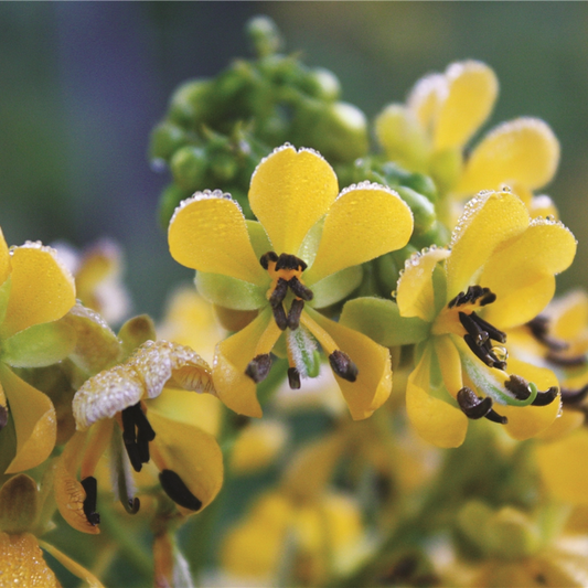 Senna (Cassia) hebecarpa (Wild Senna)