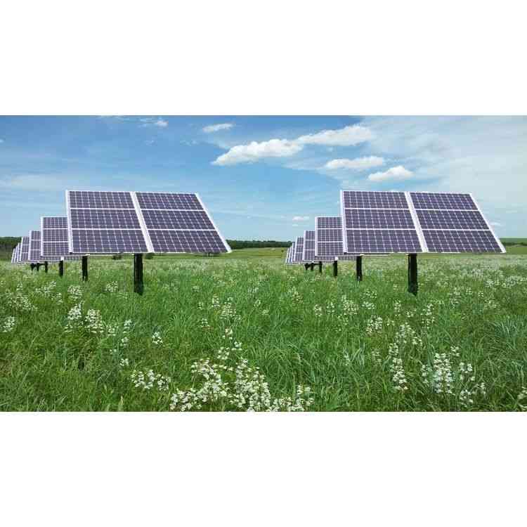 Solar Pollinator Mix