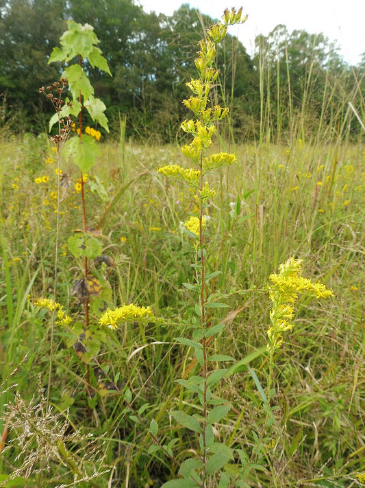 Solidago rugosa (Wrinkle Leaf Goldenrod)
