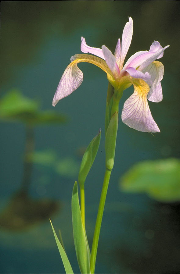 Iris versicolor  (Blue Flag Iris)