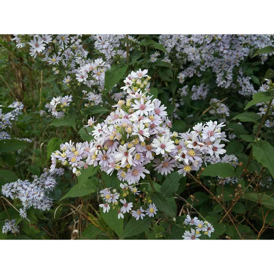 Symphyotrichum drummondii (Drummond’s Aster)