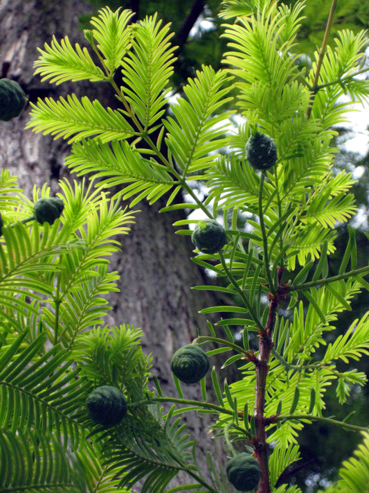 Taxodium distichum  (Bald Cypress)