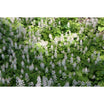 tiarella-cordifolia-foamflower-natural-communities-llc