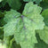 Tiarella Cordifolia Foamflower Natural Communities LLC tiarella-cordifolia-foamflower-natural-communities-llc