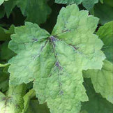 Tiarella Cordifolia Foamflower Natural Communities LLC tiarella-cordifolia-foamflower-natural-communities-llc