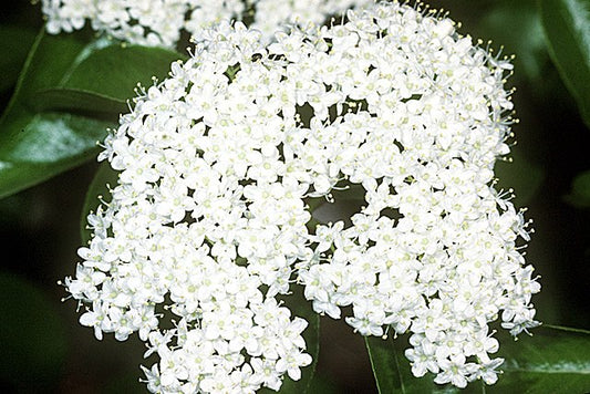 Viburnum prunifolium (Blackhaw Viburnum)