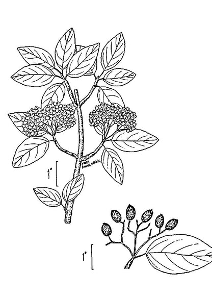 Viburnum prunifolium (Blackhaw Viburnum)