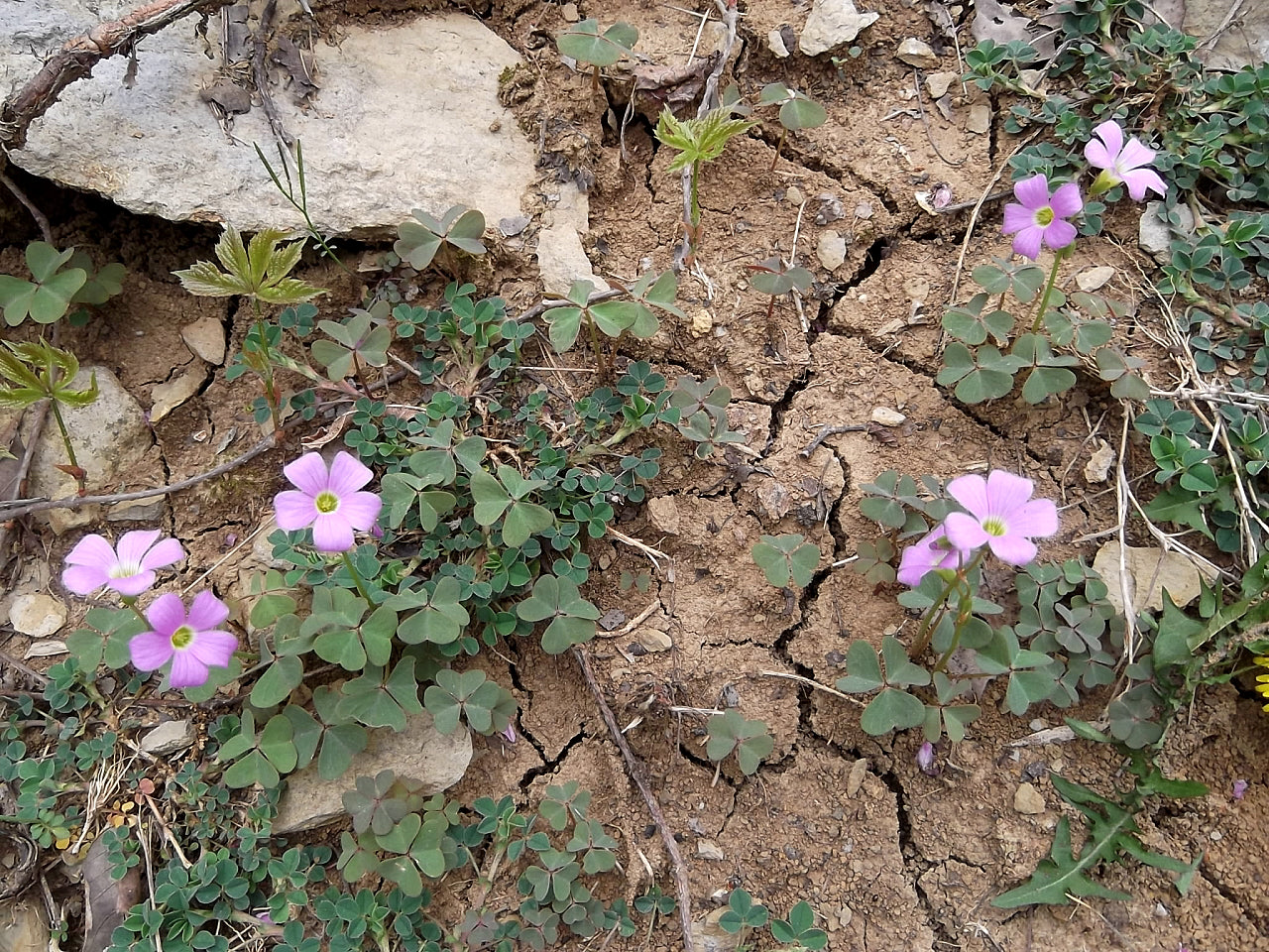 Oxalis violacea (Violet Wood Sorrel)