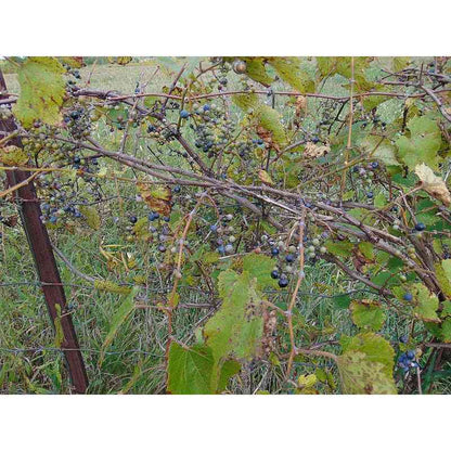 Vitis riparia (Riverbank Grape)  Natural Communities LLC