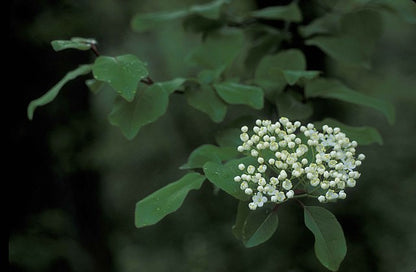 Viburnum prunifolium (Blackhaw Viburnum)