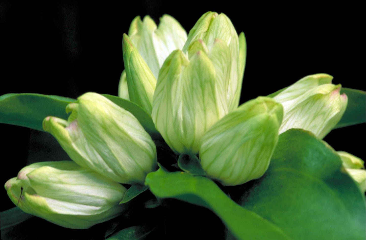 Gentiana alba (Cream Gentain)