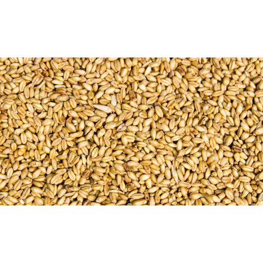 Cover Crop - Triticum aestivum (Winter Wheat)