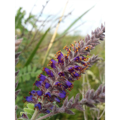 Lead Plant (Amorpha canescens) solar pollinator