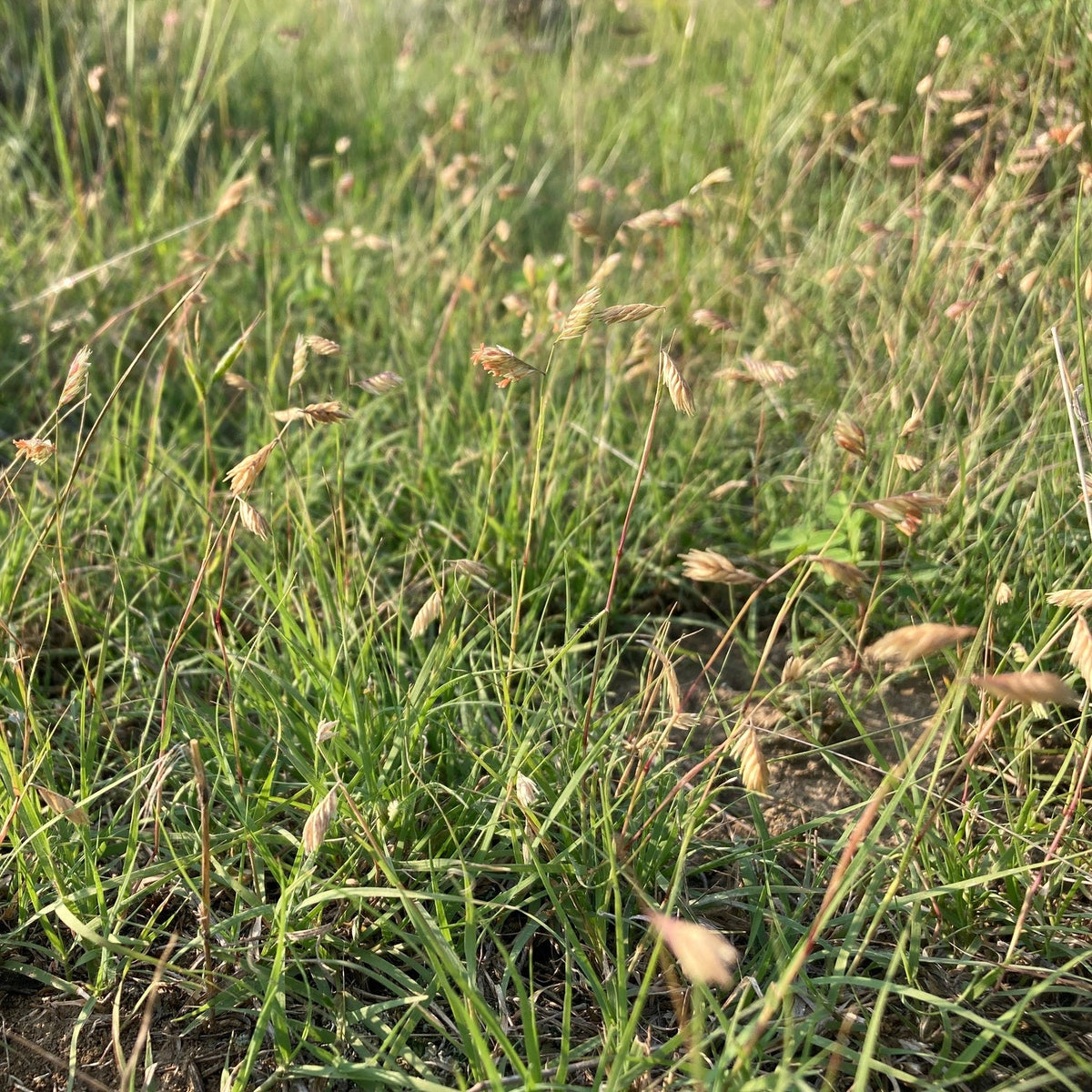 Buffalograss seedheads; species reference photo by Patrick Alexander, CC0