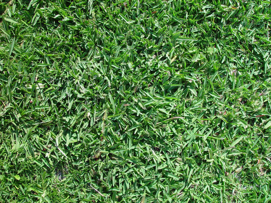 Buffalograss turf texture; species reference photo by Titus Tscharntke, public domain
