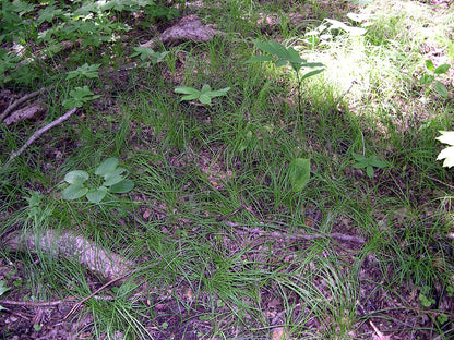 Pennsylvania sedge (Carex pensylvanica) growing as woodland groundcover at the Morton Arboretum