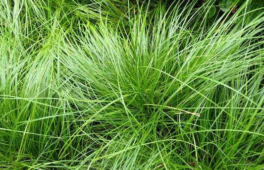 Pennsylvania sedge (Carex pensylvanica) in a mass planting at the New York Botanical Garden