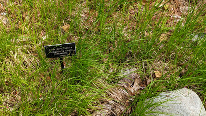 Pennsylvania sedge (Carex pensylvanica) forming a fine-textured native groundcover