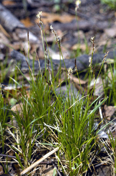 Pennsylvania sedge (Carex pensylvanica) with spring flower spikes in woodland habitat