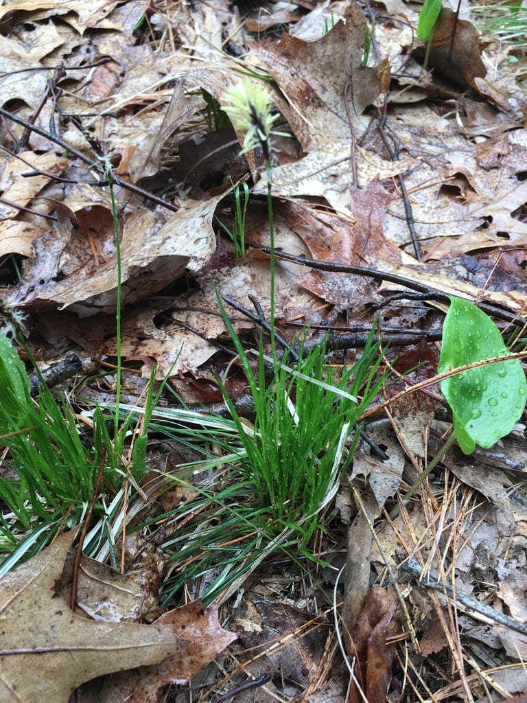 Pennsylvania sedge (Carex pensylvanica) growing as a fine-textured woodland groundcover