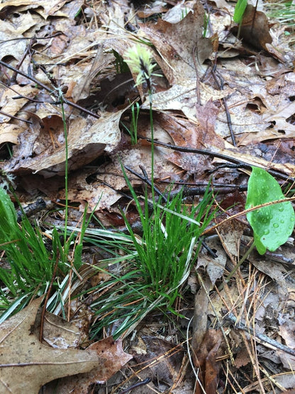 Pennsylvania sedge (Carex pensylvanica) growing as a fine-textured woodland groundcover